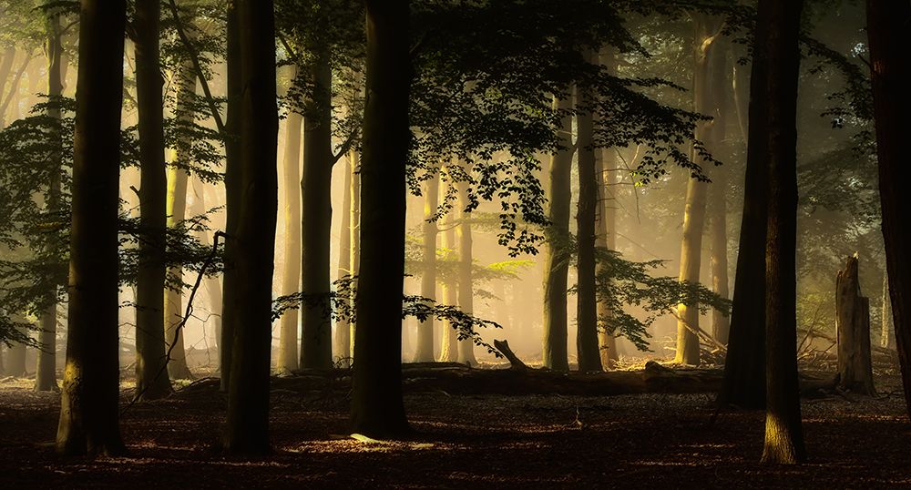 Backlight art print by Hilda Van Der for $57.95 CAD