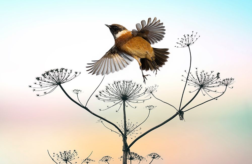Late Summer Love art print by Eyal Bar Or for $57.95 CAD