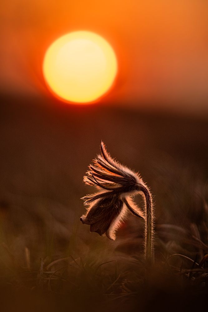 Pulsatilla Nigricans art print by Josko Simic for $57.95 CAD
