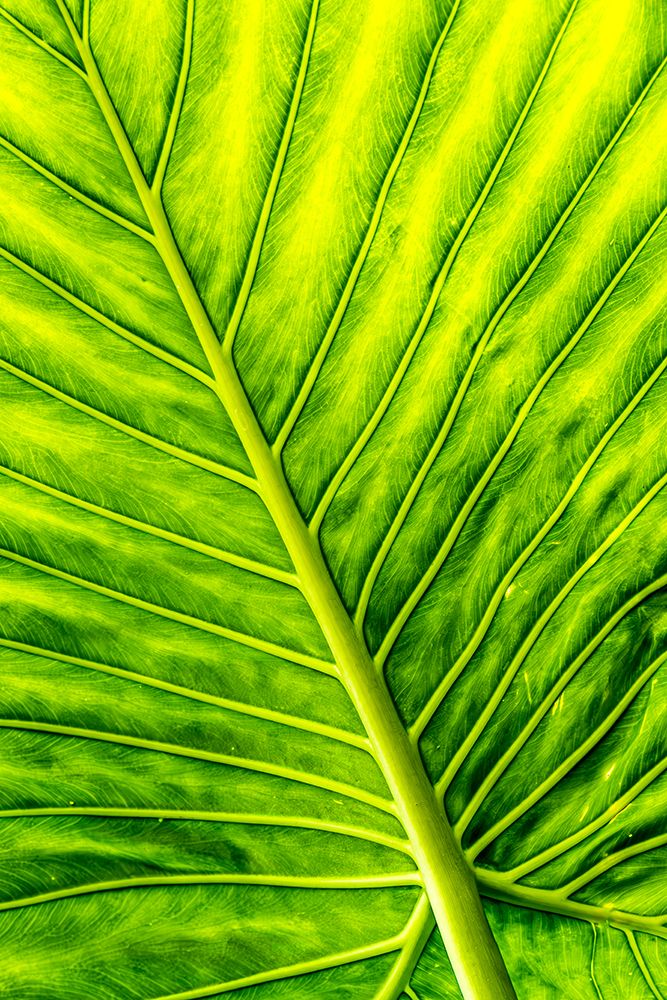 Arrow Leaf art print by Dieter Walther for $57.95 CAD