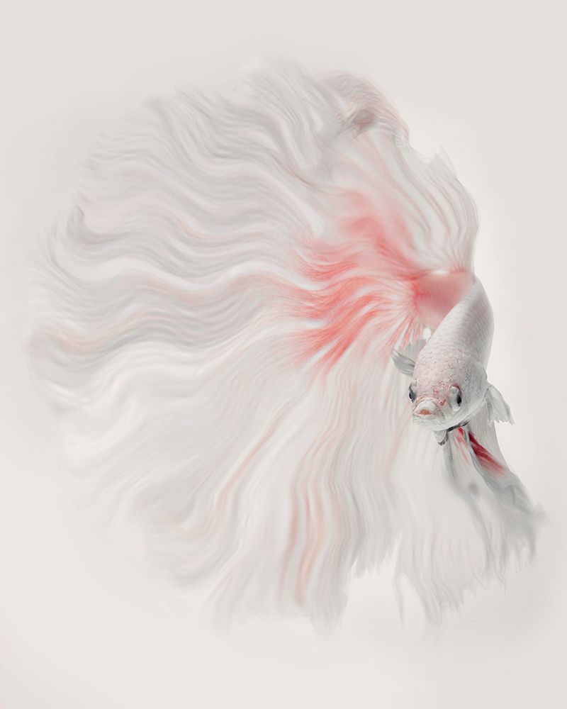 White Fox art print by Andi Halil for $57.95 CAD
