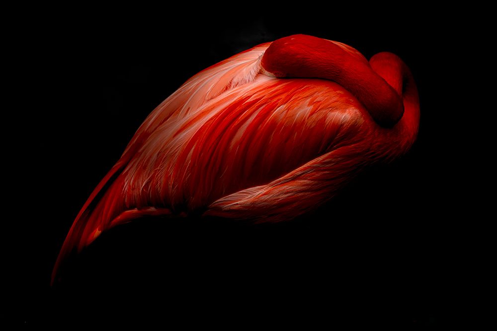 The Heart art print by Andrea Izzotti for $57.95 CAD