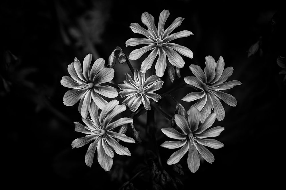 Wild Flowers art print by Fred Louwen for $57.95 CAD
