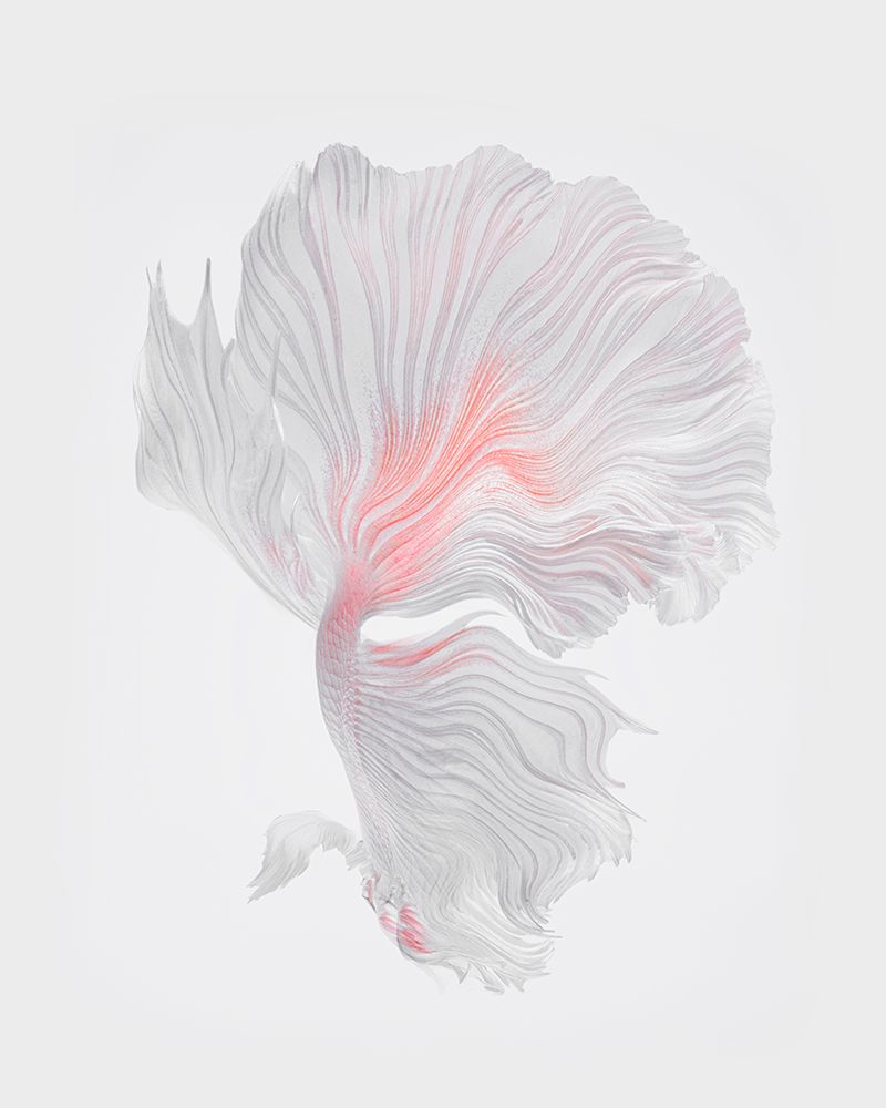 Art Of Tail art print by Andi Halil for $57.95 CAD