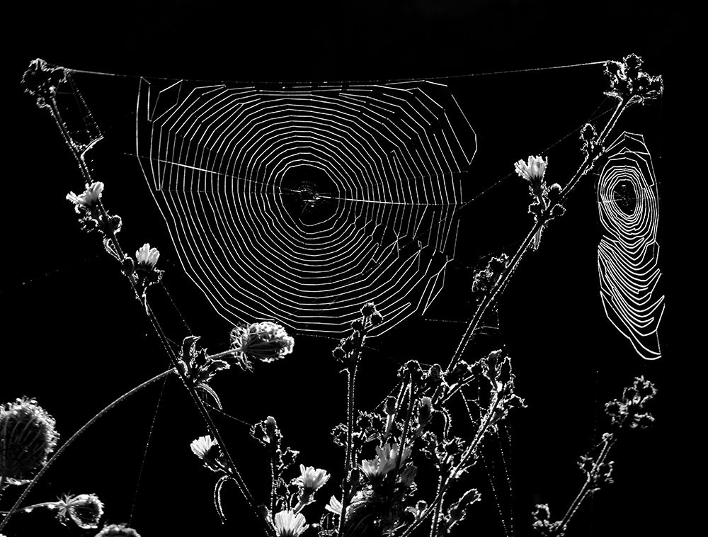 Spider Webs art print by Ivan Lesica for $57.95 CAD