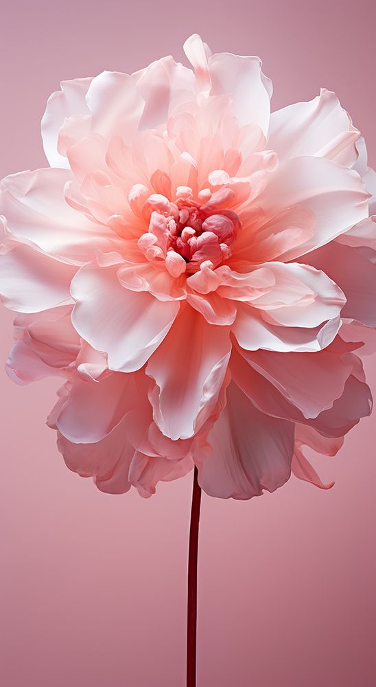Delicate Flowers 1 art print by Bilge Paksoylu for $57.95 CAD