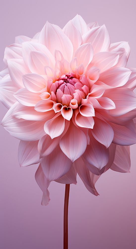 Delicate Flowers 9 art print by Bilge Paksoylu for $57.95 CAD