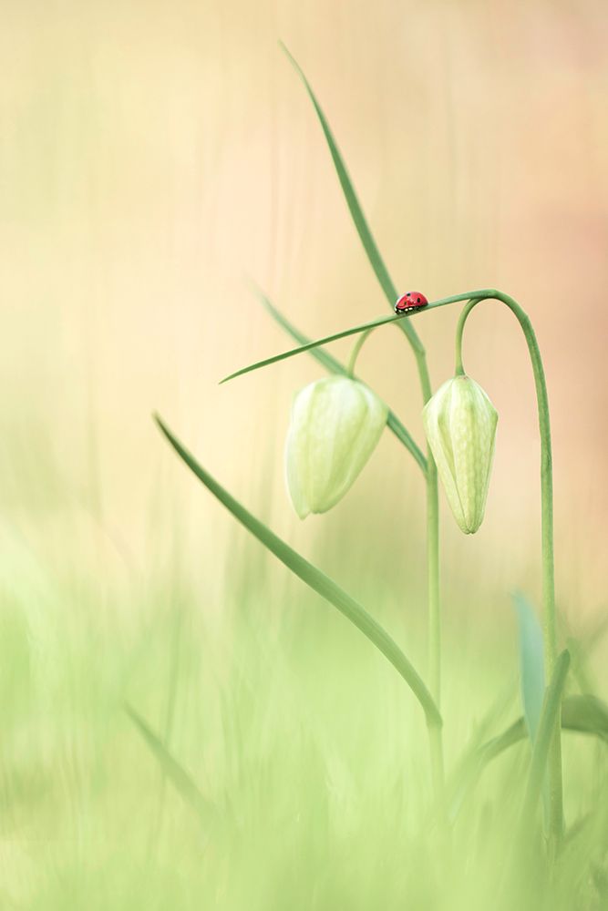 Serenety art print by Daan De Vos for $57.95 CAD
