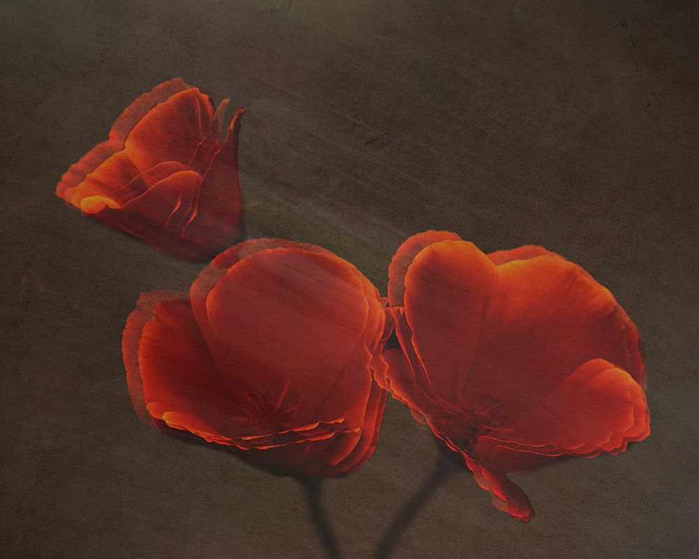 Poppys art print by Jay Marik for $57.95 CAD