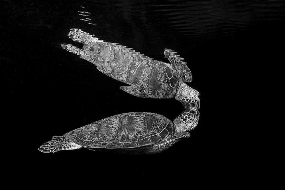 Art Of Reflection art print by Serge Melesan for $57.95 CAD