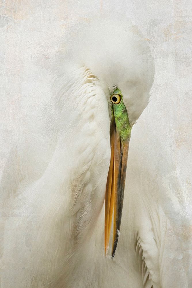 Egret Art art print by Linda D Lester for $57.95 CAD