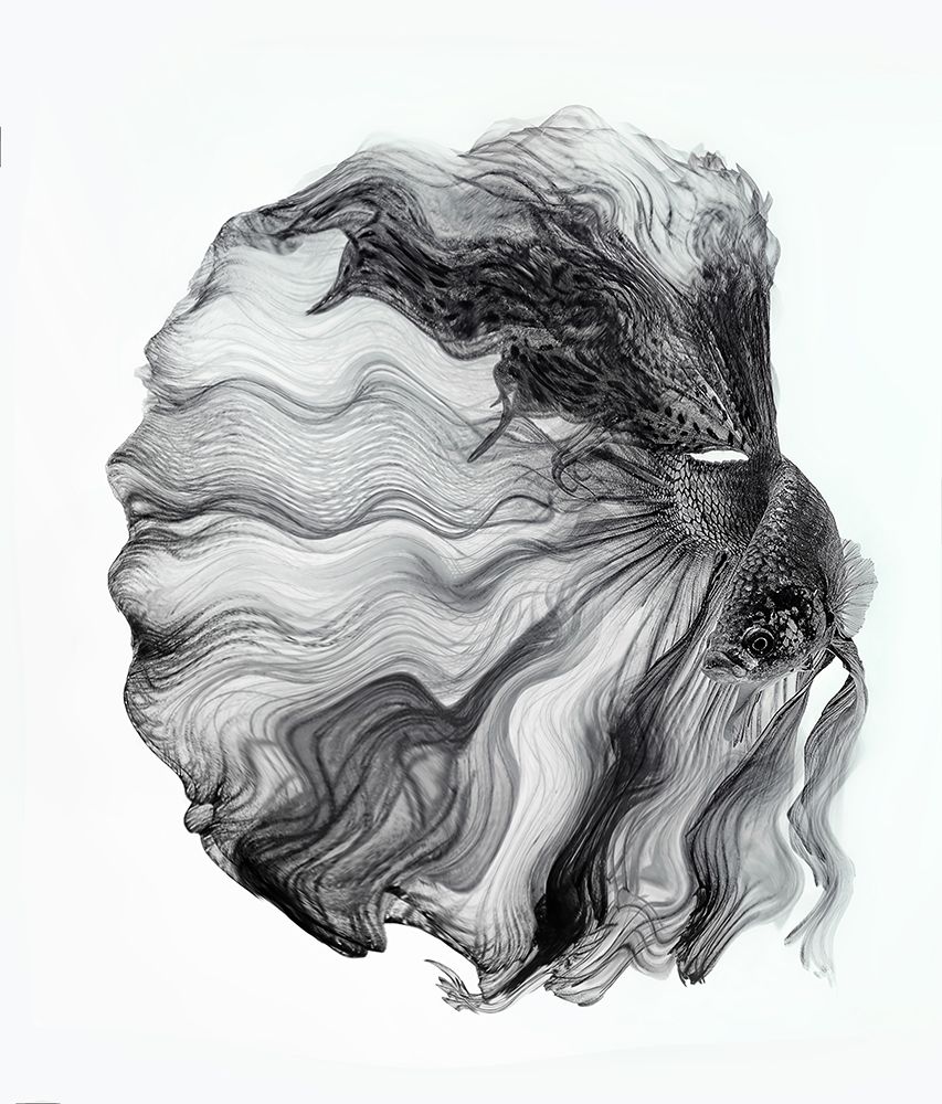 Ink Betta art print by Andi Halil for $57.95 CAD