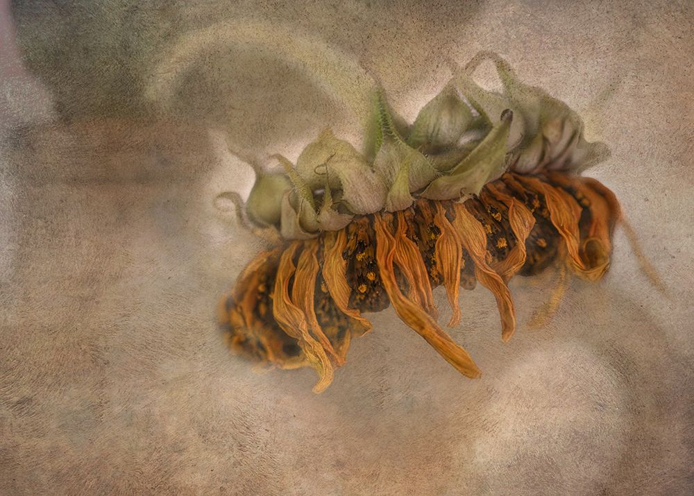 Decay art print by Marie-Anne Stas for $57.95 CAD