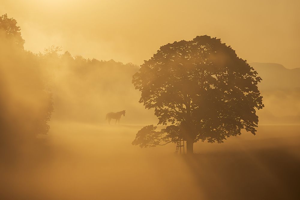 Autumn Morning art print by Ilona Rosenkrancova for $57.95 CAD