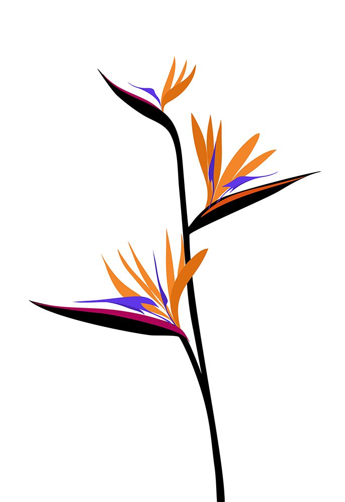 Bird Of Paradise In Black art print by Rosana Laiz Blursbyai for $57.95 CAD