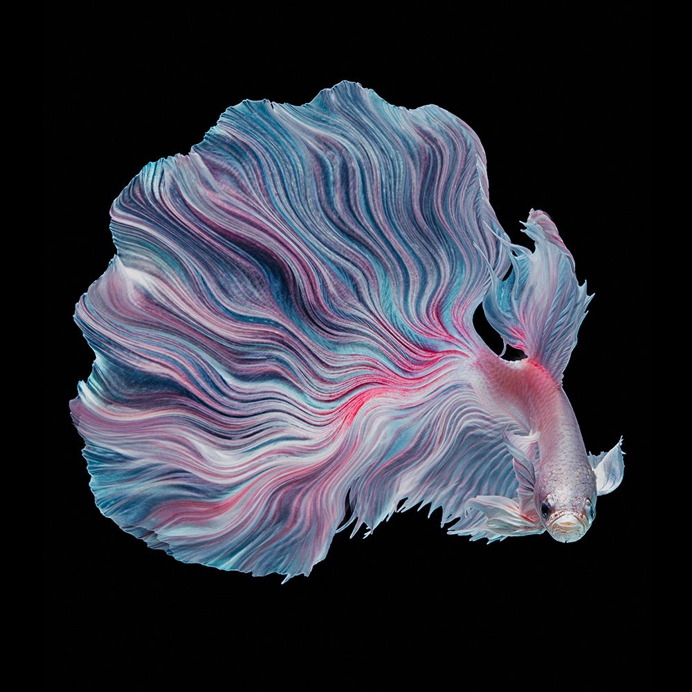 The Flower Of Betta art print by Andi Halil for $57.95 CAD