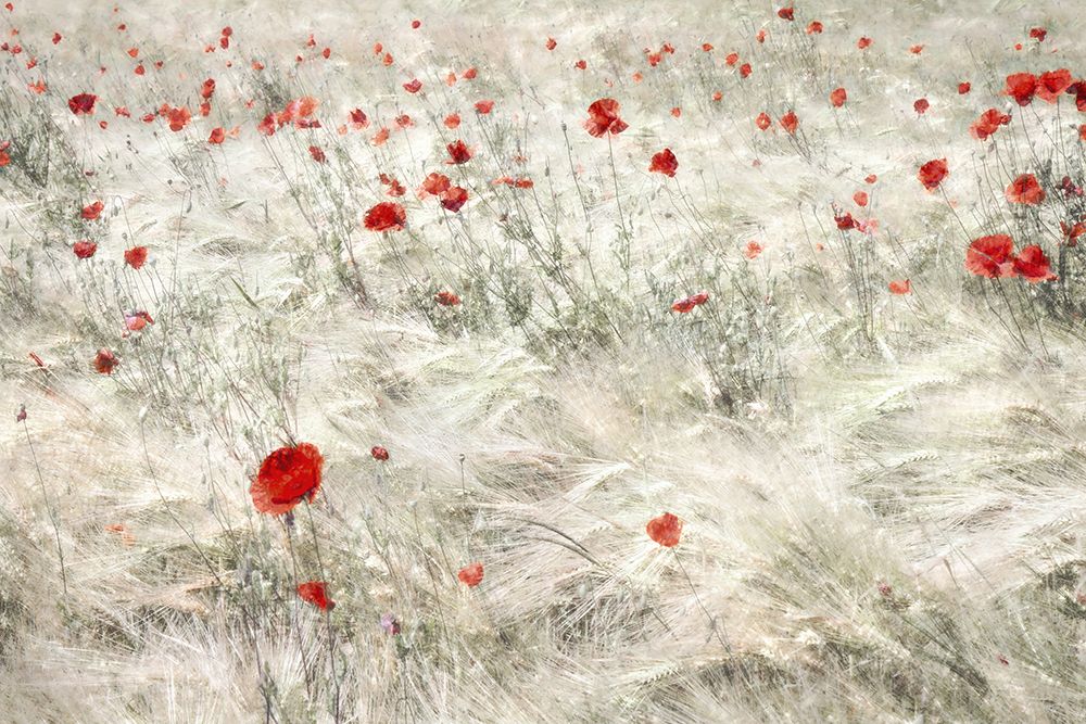 Festive Cornfield art print by Gilbert Claes for $57.95 CAD