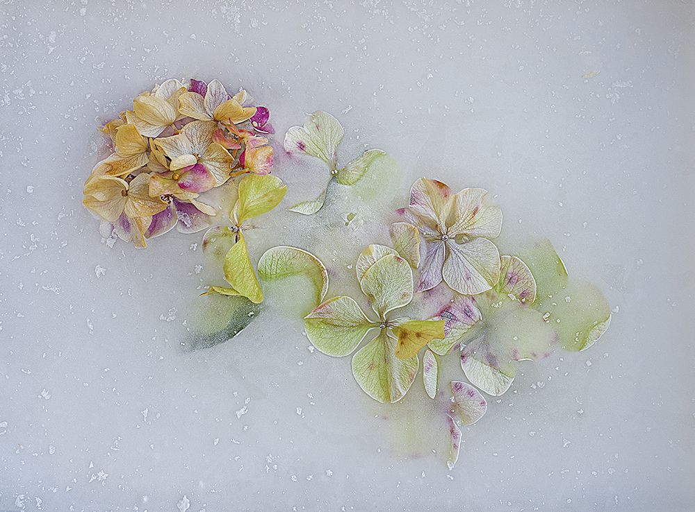 Hindrangea Flowers-3- art print by Pedro Uranga for $57.95 CAD