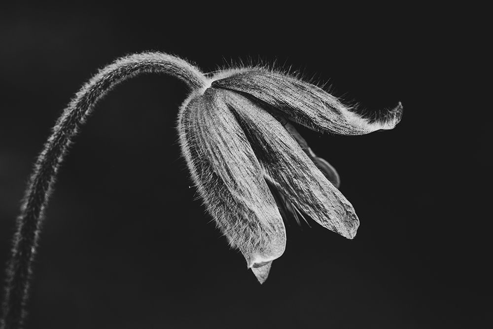 Wildmans Herb art print by Fred Louwen for $57.95 CAD