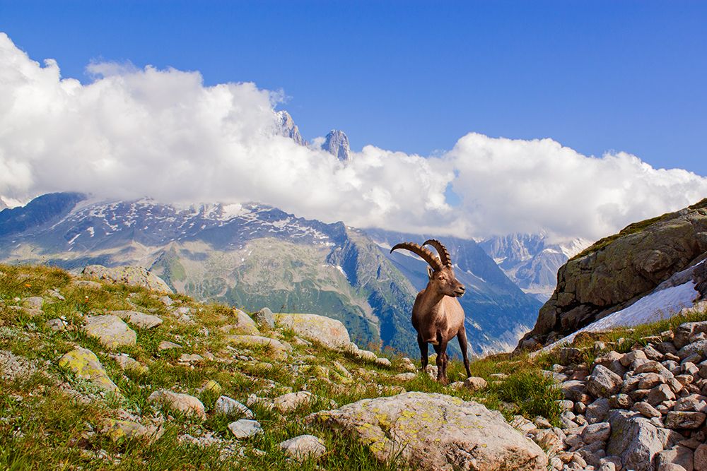 The King Of Mont Blanc art print by Mircea Costina for $57.95 CAD
