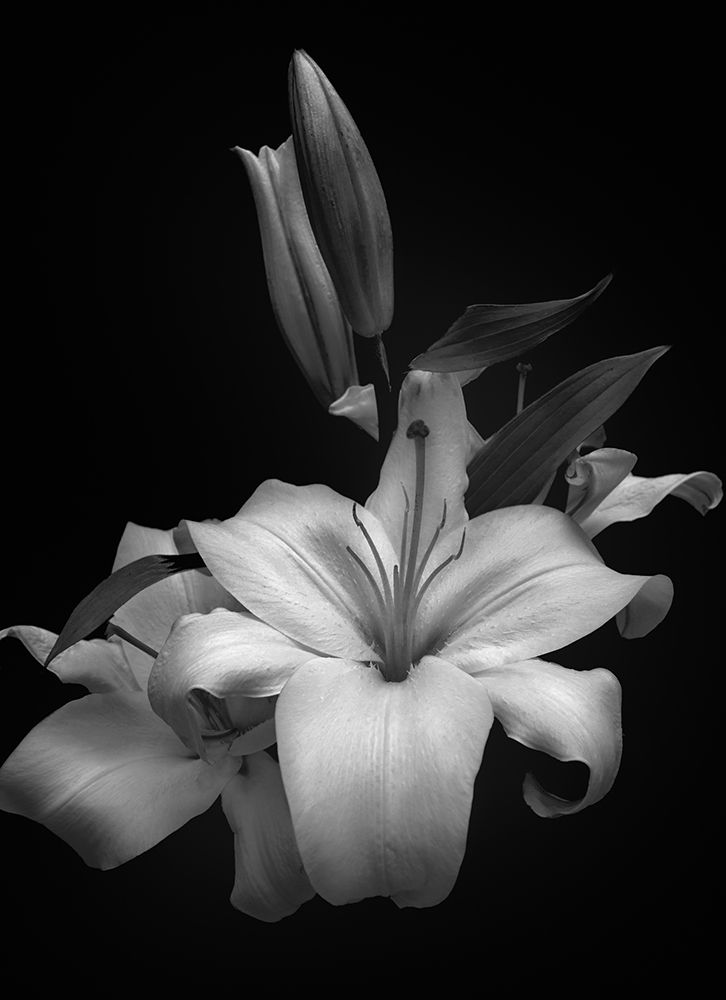 Lilium art print by Montserrat Alviani for $57.95 CAD