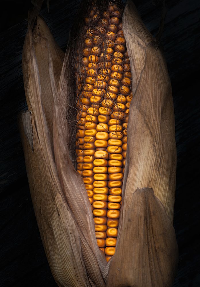 Corn art print by Hans Gunther for $57.95 CAD