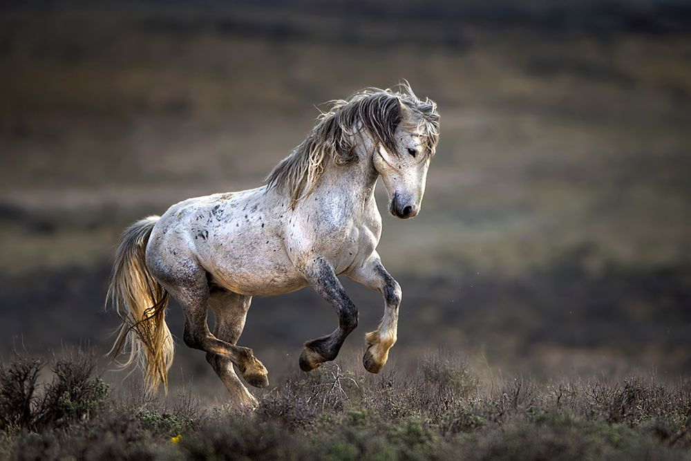 Mustang, Wild Horse / Equus Ferus Caballus art print by Verdon for $57.95 CAD