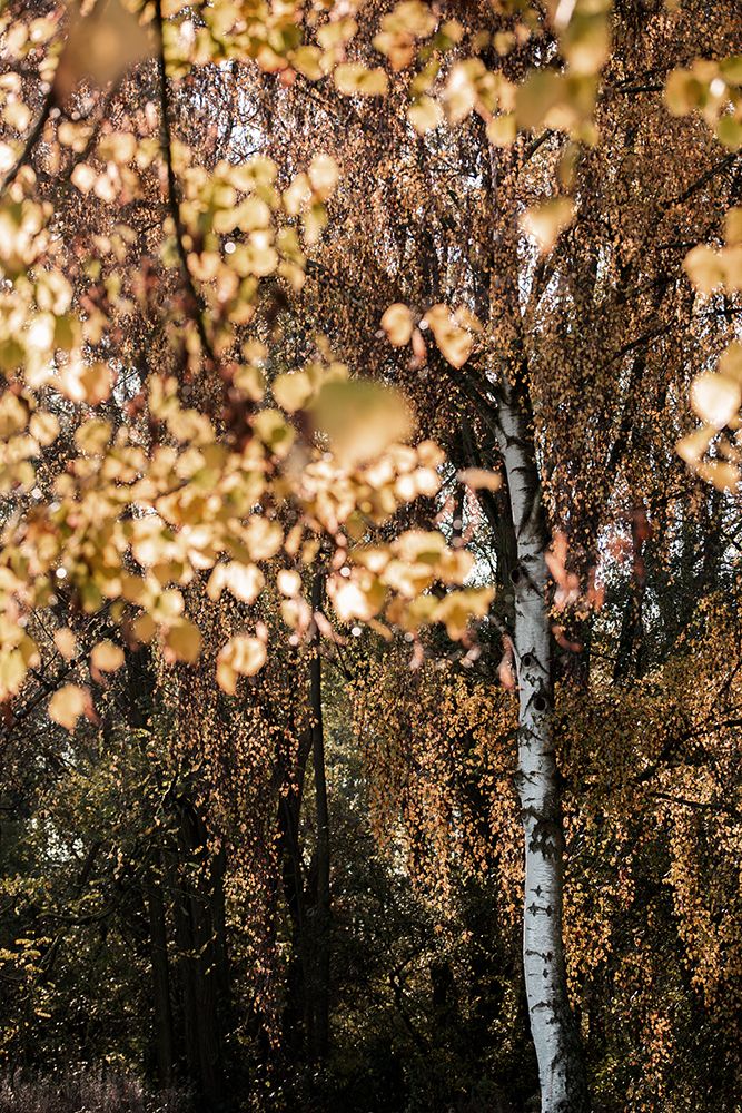 Autumn Birch Tree art print by Mareike Bohmer for $57.95 CAD