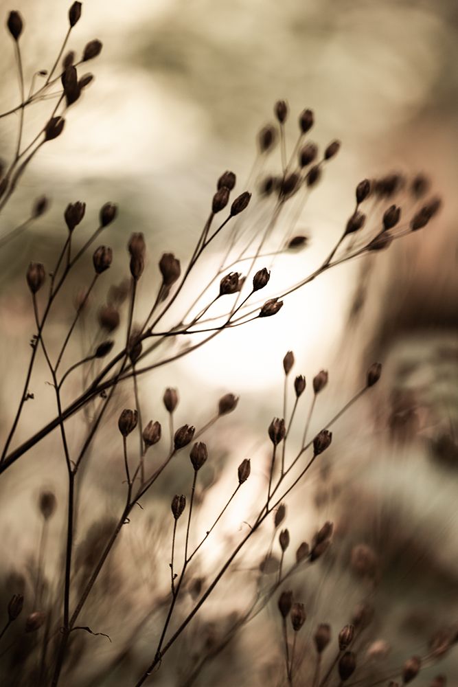 Autumn Lights art print by Mareike Bohmer for $57.95 CAD