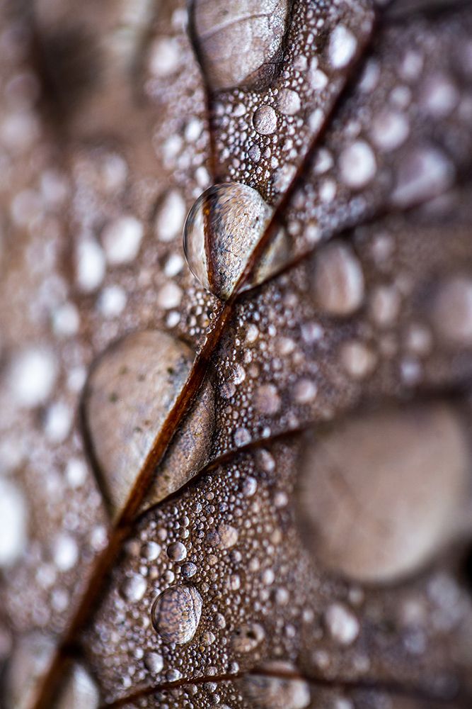 Mareike Baphmer   Autumn Rain art print by Mareike Bohmer for $57.95 CAD