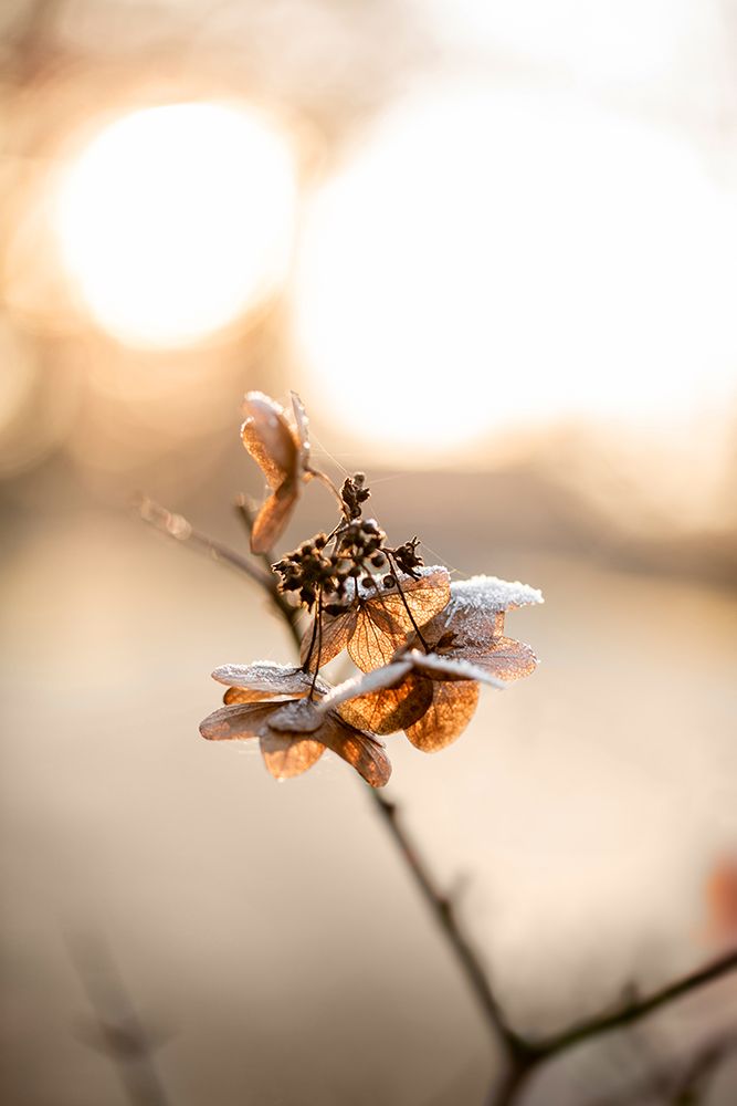 Hydrangea 4 art print by Mareike Bohmer for $57.95 CAD