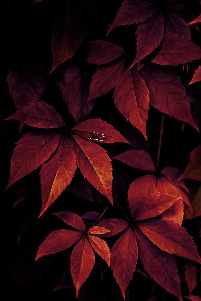 Dark Leaves 7X art print by Mareike Bohmer for $57.95 CAD