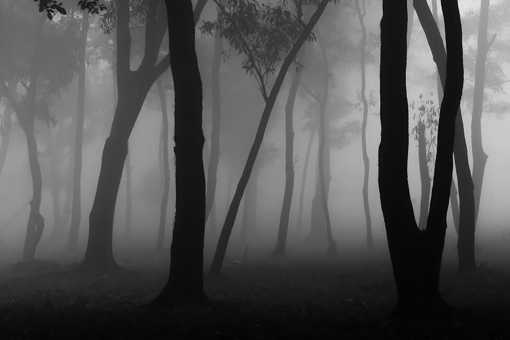 Foggy Forest art print by Raju Khan for $57.95 CAD