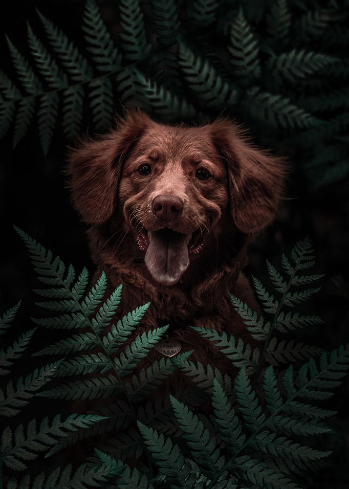 Dog Brown In The Forest art print by Al Barizi for $57.95 CAD