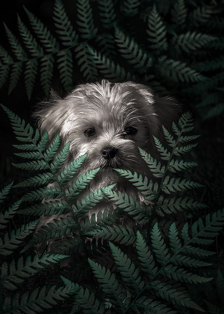 Puppy In The Ferns art print by Al Barizi for $57.95 CAD