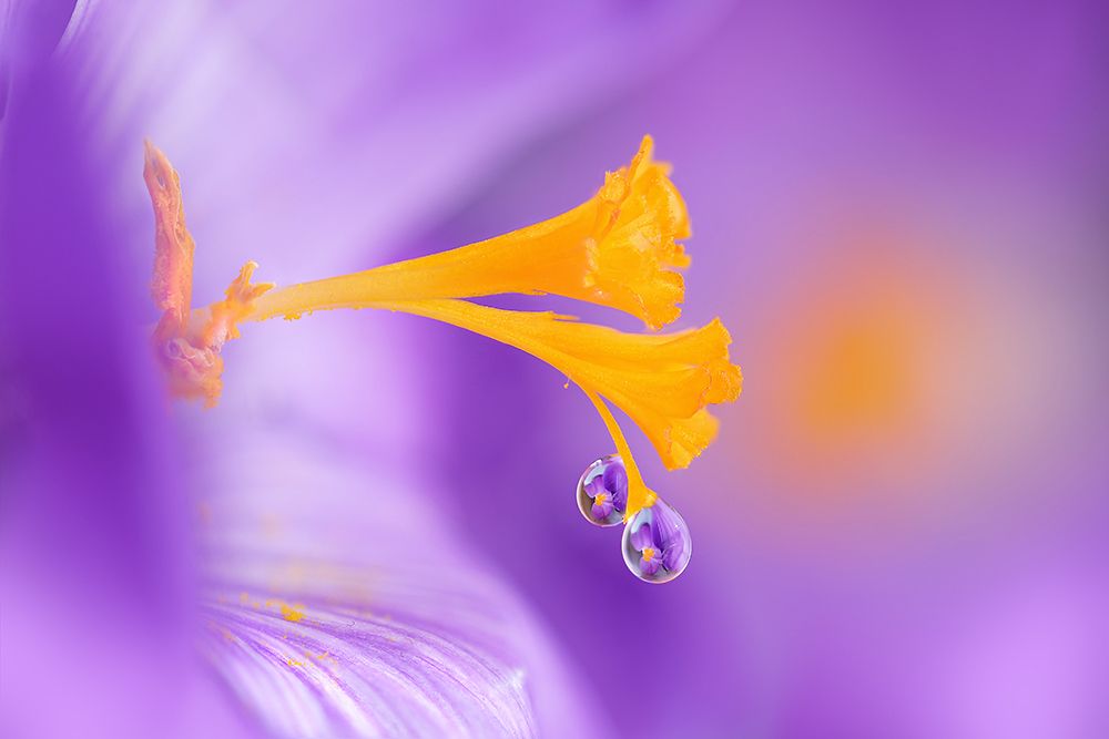 Purple art print by Benedetta Lavezzi for $57.95 CAD