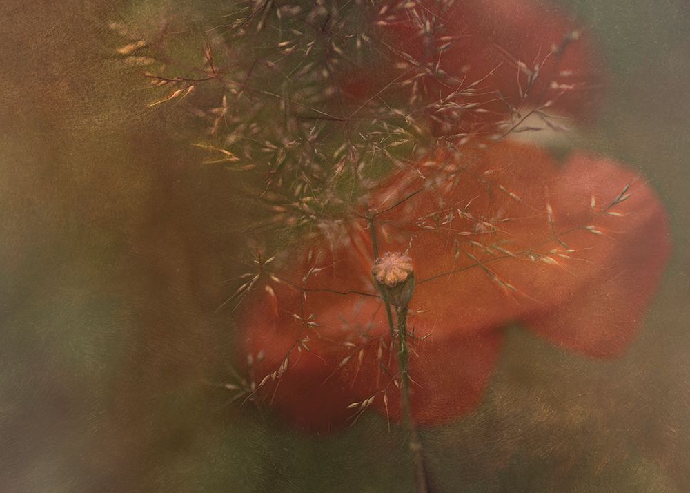 Hidden art print by Marie-Anne Stas for $57.95 CAD