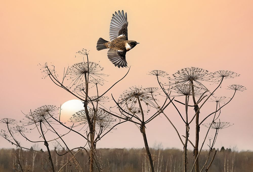 Common Stonechat In The Field art print by Eyal Bar Or for $57.95 CAD