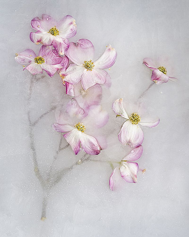Cornus Florida. art print by Pedro Uranga for $57.95 CAD