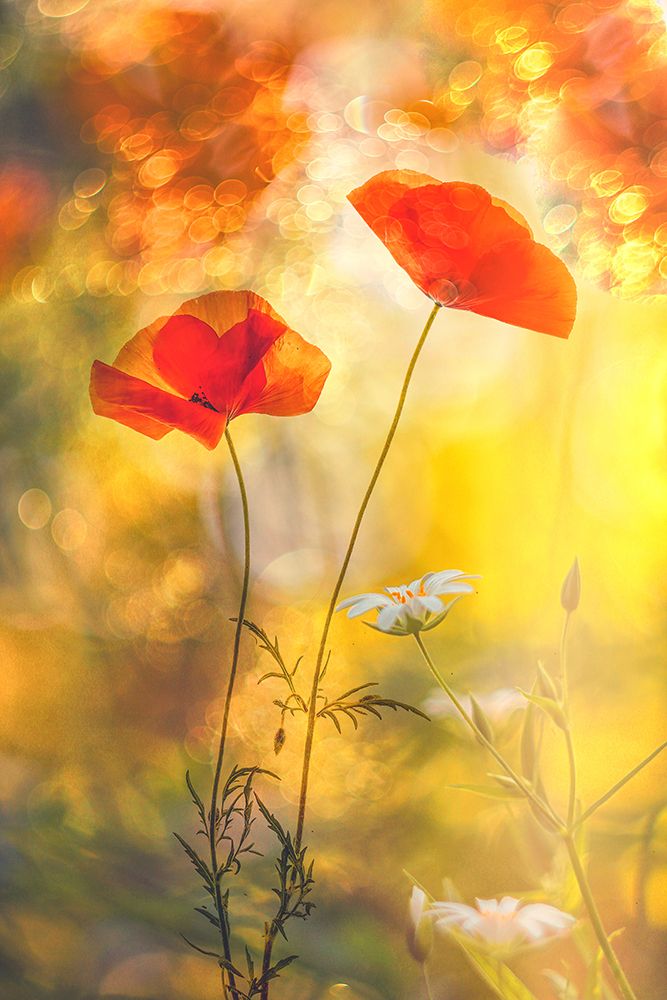 Red A White art print by Hilda Van Der for $57.95 CAD