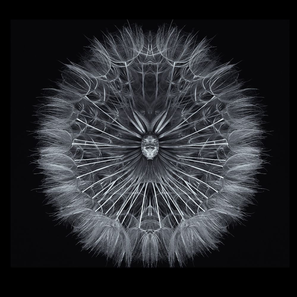 Salsify art print by Penny Myles for $57.95 CAD