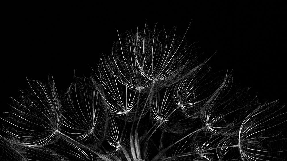 Salsify 2 art print by Penny Myles for $57.95 CAD