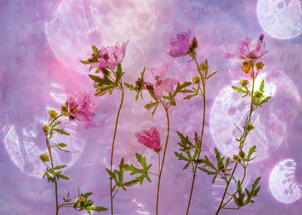 Pink art print by Hilda Van Der for $57.95 CAD