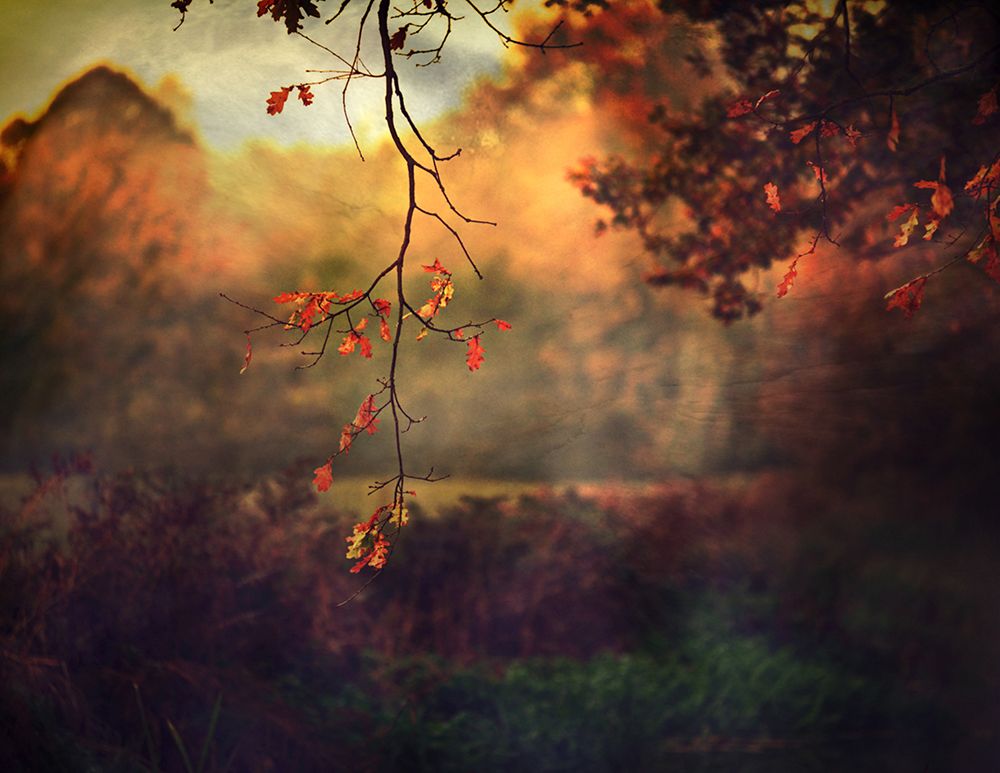 Autumn Thoughts... art print by Robert Fabrowski for $57.95 CAD