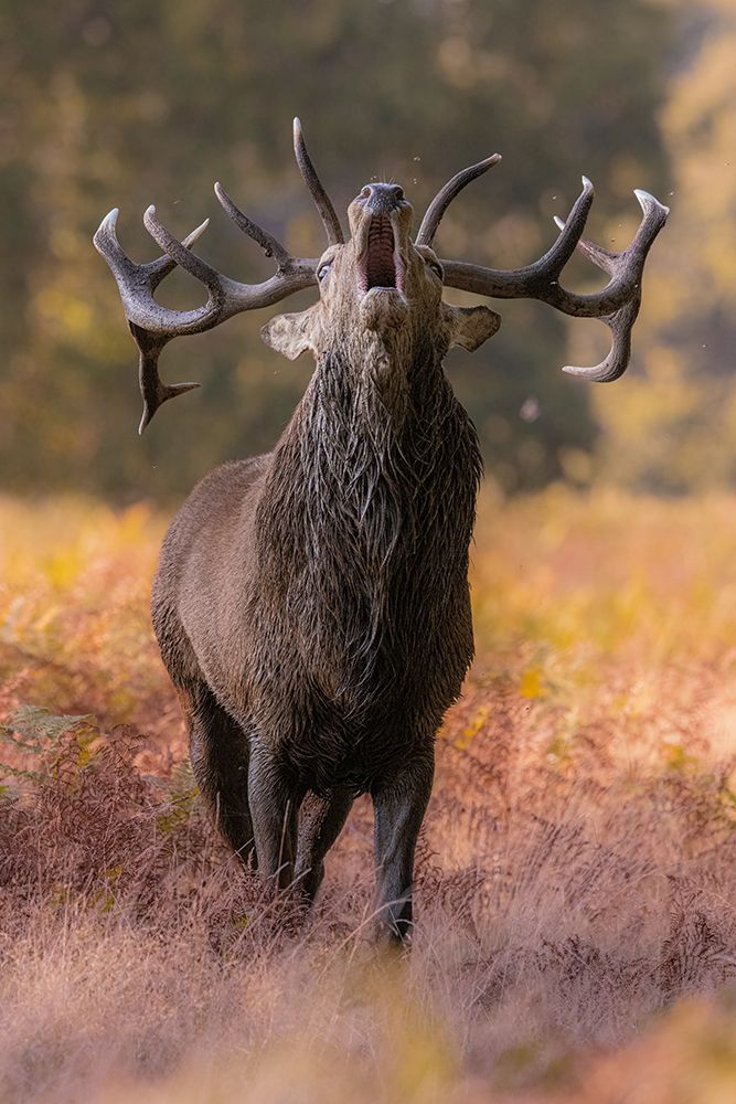 The Stag Roaring art print by Kutub Uddin for $57.95 CAD