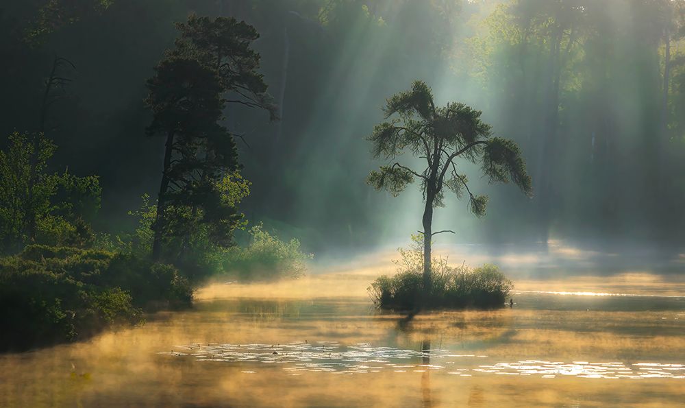 The Peat art print by Wim Denijs for $57.95 CAD