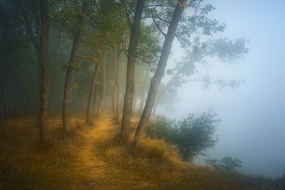 Foggy morning on Danube art print by Ionut Petrea for $57.95 CAD