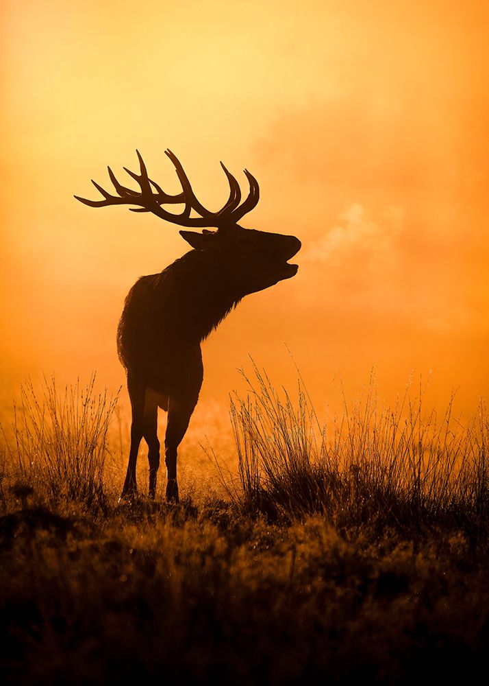 Morning Call art print by Kieran O Mahony for $57.95 CAD