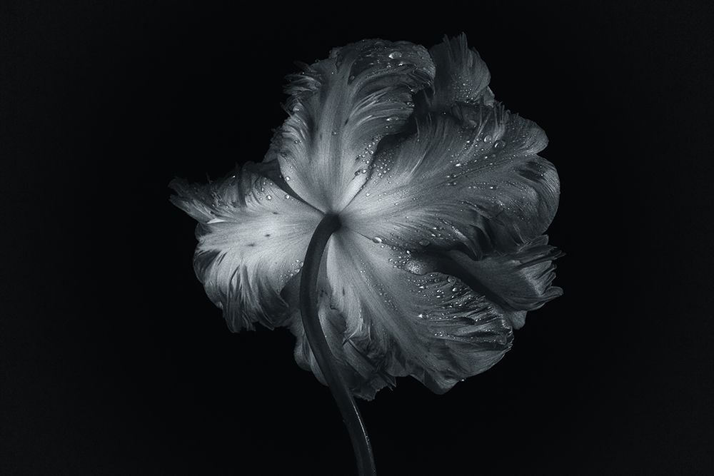 Shy art print by Penny Myles for $57.95 CAD