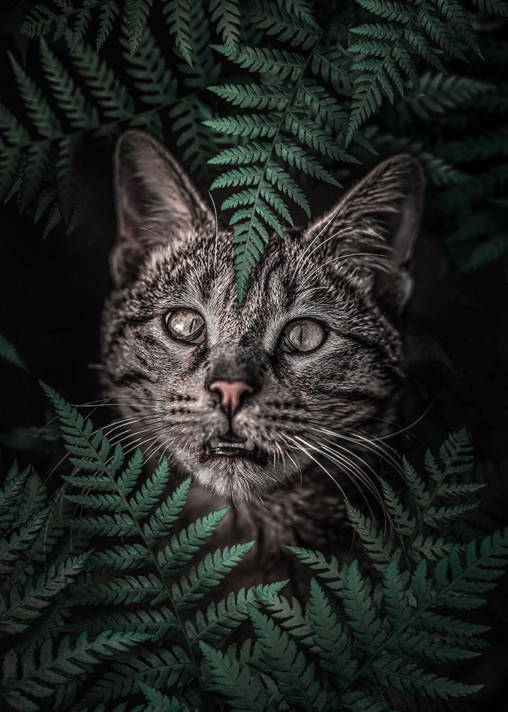 Meow Cat in Ferns art print by Al Barizi for $57.95 CAD